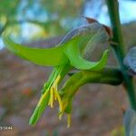 Puya mirabilis 花