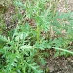 Senecio sylvaticus Habit