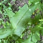 Rumex sanguineus Leaf