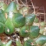 Mammillaria winterae Leaf