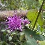 Serratula tinctoria Flors