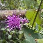 Serratula tinctoria Flower