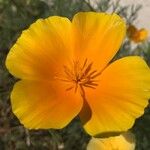 Eschscholzia californicaKwiat