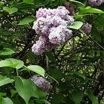 Syringa persica Flor