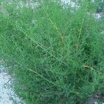 Artemisia annua Hábito