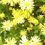 Euryops chrysanthemoides Floro