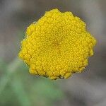 Santolina villosa Flor