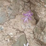 Colchicum pusillum Habitus