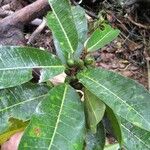 Ficus paraensis Leaf
