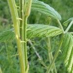 Rubus allegheniensis Lubje