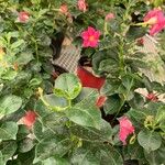 Mandevilla splendens Лист