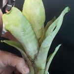 Aechmea fasciata 葉