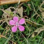 Dianthus deltoides Kvet