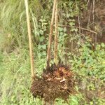 Dryopteris athamantica Other