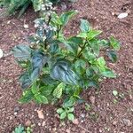 Ocimum carnosum Frunză