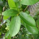 Tabebuia pallida Blad