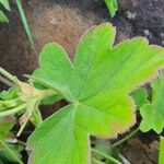 Pelargonium multibracteatum Leaf