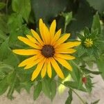 Rudbeckia fulgidaFloare