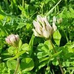 Trifolium clypeatum Floare