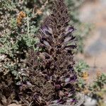 Orobanche cooperi Облик