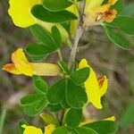 Chamaecytisus ruthenicus Leaf