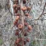 Pterospora andromedea Fruit