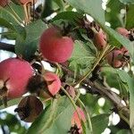 Malus prunifolia Плод