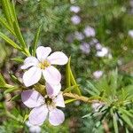 Diosma hirsuta 花