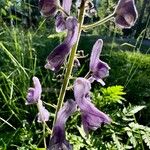 Aconitum septentrionale Кветка