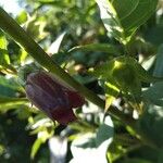 Atropa belladonna Цвят