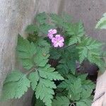 Geranium robertianumKwiat