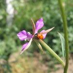 Clarkia rhomboidea Blüte