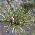 Pinus sylvestris Folha