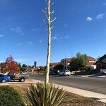 Agave sisalana Leaf