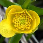 Ranunculus alismifolius Flower