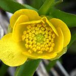 Ranunculus alismifolius Fiore