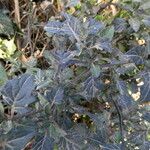 Solanum villosum Ŝelo