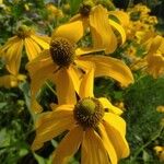 Rudbeckia nitida Blüte