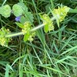 Cruciata laevipes Habitatea