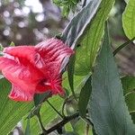 Malvaviscus penduliflorus Blüte