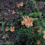 Diplacus aurantiacus Λουλούδι