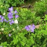 Campanula rhomboidalisBlomst