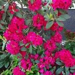 Rhododendron ferrugineum عادت داشتن