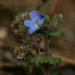 Veronica praecox Habit