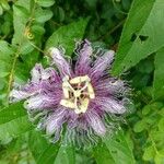 Passiflora edulis 花