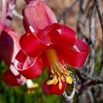 Tylecodon paniculatus Flower