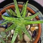 Aloe perfoliata Lapas