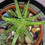 Aloe perfoliataЛист