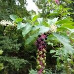 Phytolacca americana Плод