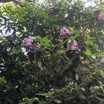 Rhododendron ponticum Alkat (teljes növény)